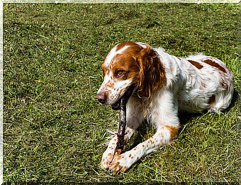 Brittany, or Spanish Breton, biting a branch