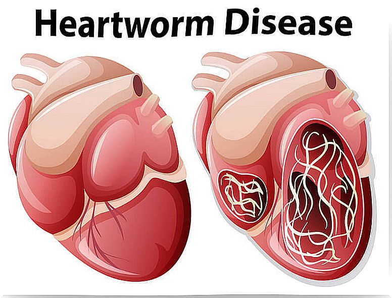 Canine heartworm disease is a cardiopulmonary disease