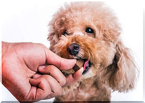 dog getting snack