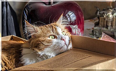 Make moving house not a trauma for your cat