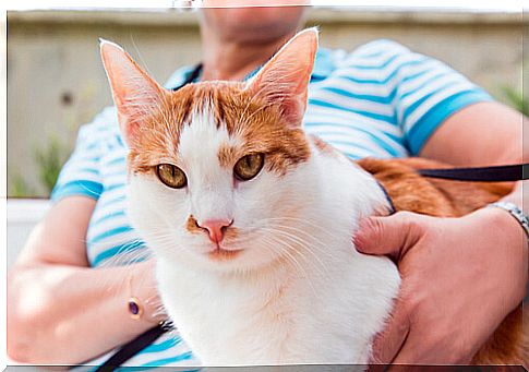 cat in the owner's arms