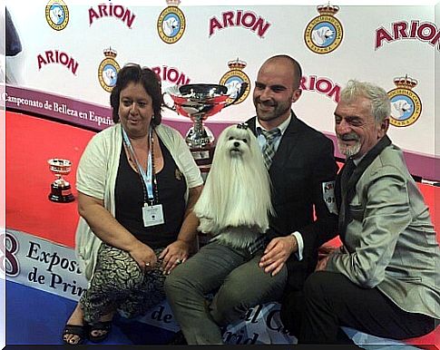 Maltese Bichon wins the competition for the best dog in Spain