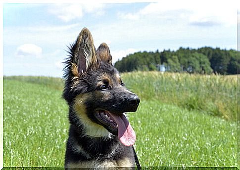 german shepherd puppy