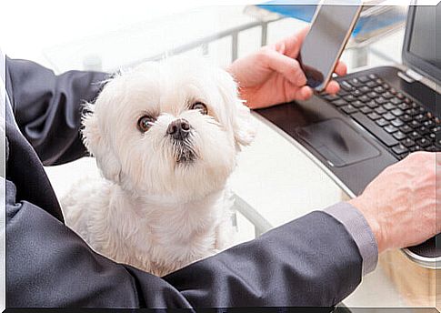 take-dogs-to-work