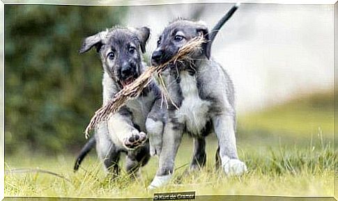 Meet the First Dog Identical Twins