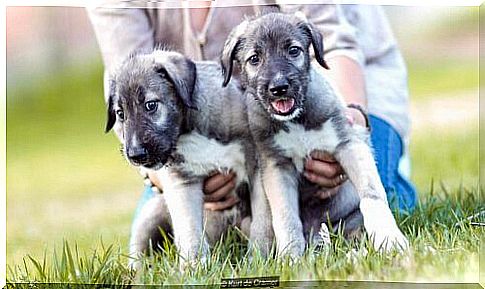 dog-identical twins-2