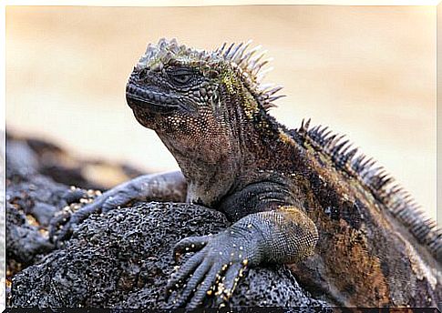 Meet the Galapagos Marine Iguana