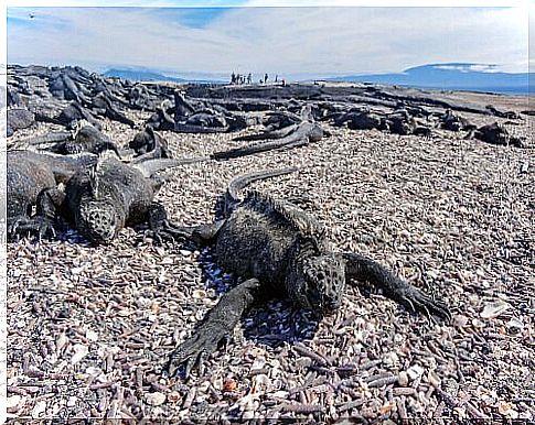 Characteristics and behavior of the marine iguana