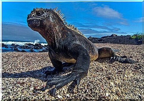 marine iguana diet