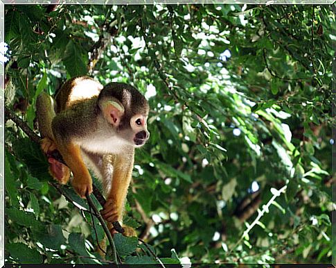 Meet the squirrel monkey