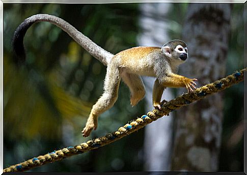 squirrel monkey