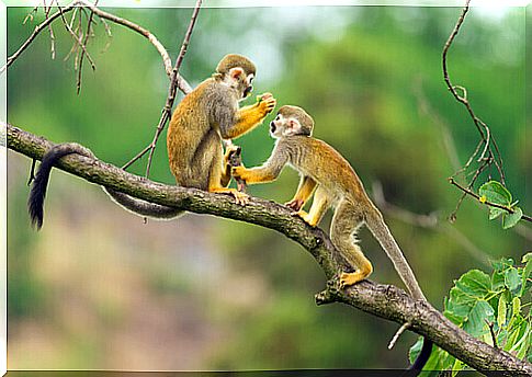 squirrel monkey