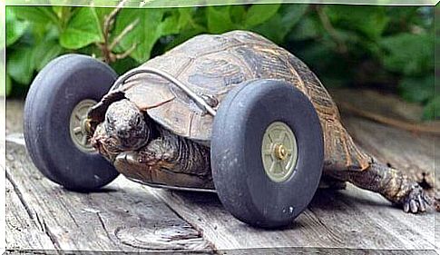 Meet the turtle who has a prosthesis with wheels