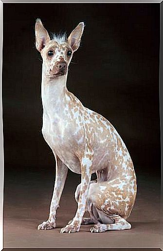 Peruvian naked dog