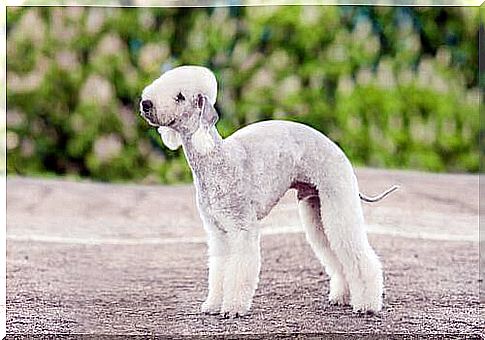 bedlington terrier