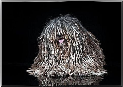 Puli breed dog