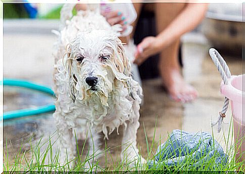 Mistakes That Make Our Dogs Hate Bathing