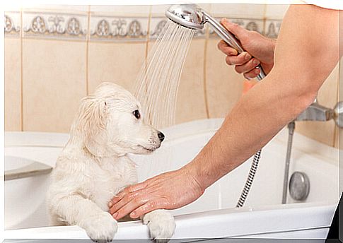 dog taking a bath