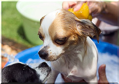 dog taking a shower