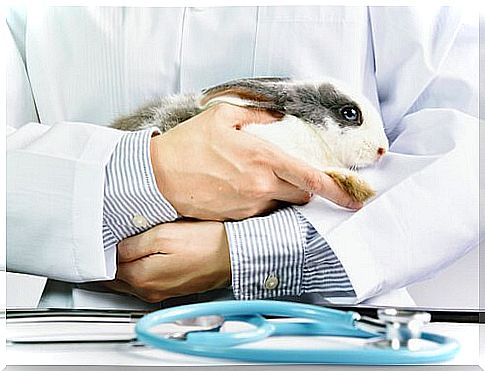 rabbit at the veterinarian 