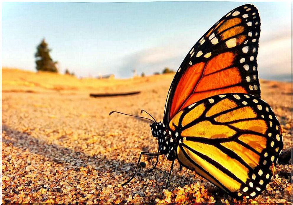 Migration of Monarch Butterflies