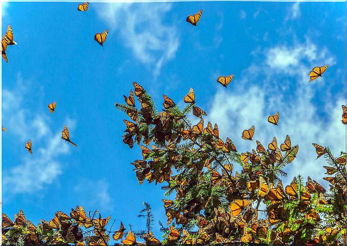 Migration of Monarch Butterflies