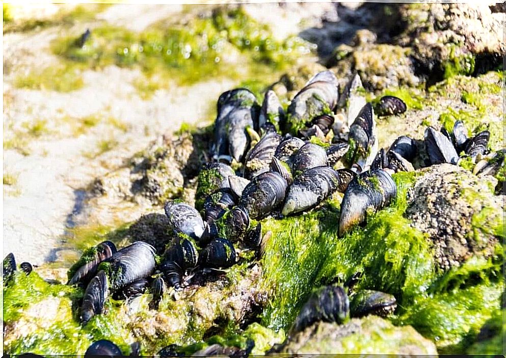 Mussels: everything you need to know