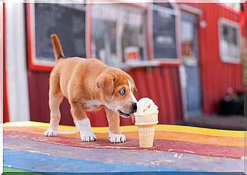 Banned food for your dog at Christmas