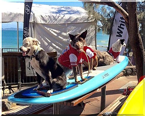 Noosa Surf Festival, Australia: a competition for dogs and their owners