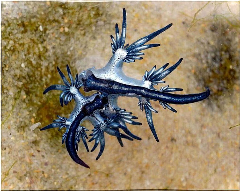 Nudibranchs: the jewels of the sea