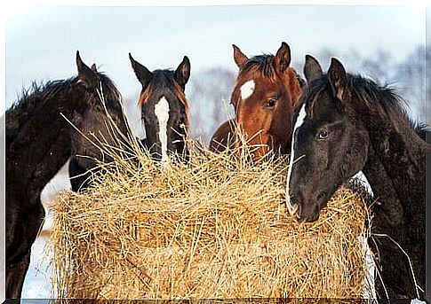 Nutrients your horse needs