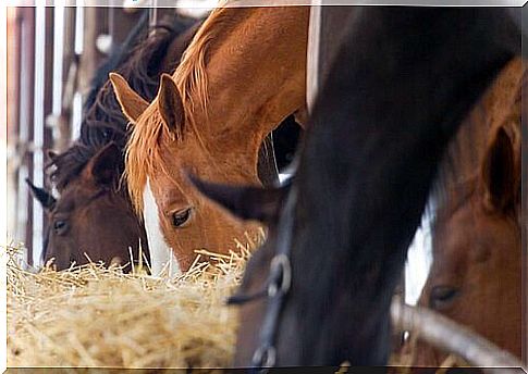 horses feeding on hay