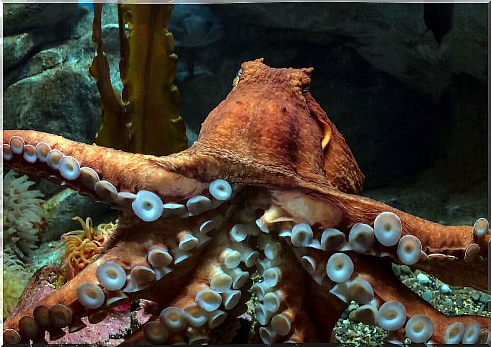 Pacific Giant Octopus: characteristics, habitat and more information