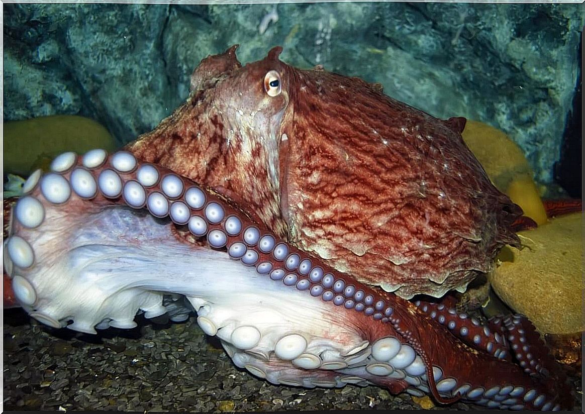 A giant octopus from the Pacific.