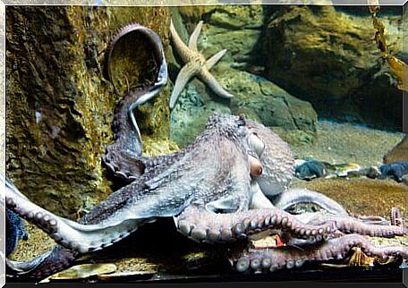 A giant pacific octopus in an aquarium.