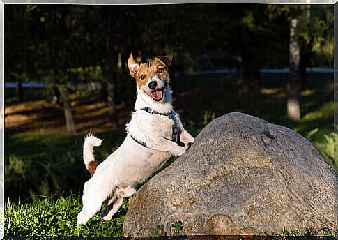 Pancho, the millionaire dog