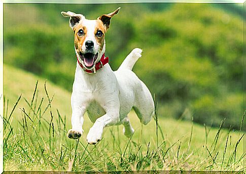 running dog