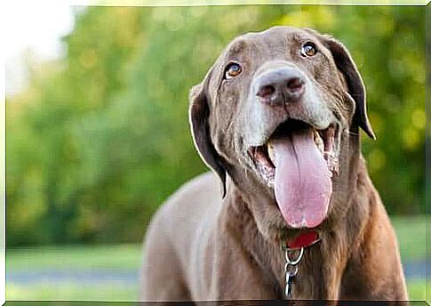 Panting and Tremors in Dogs: Causes and Treatments