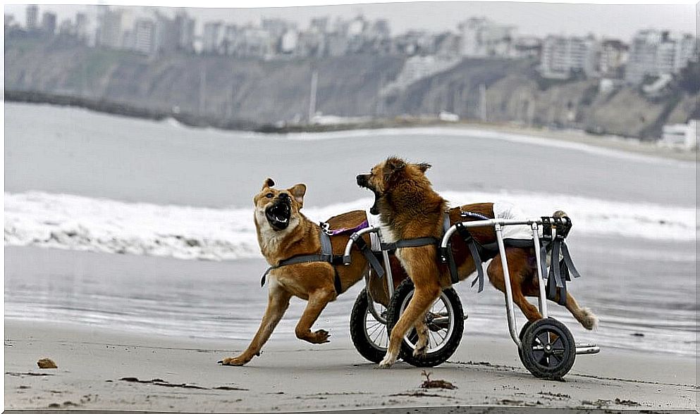 Peru opens a shelter for dogs with disabilities