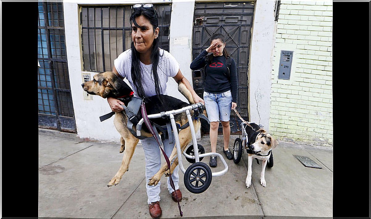 abrigo para cães deficientes