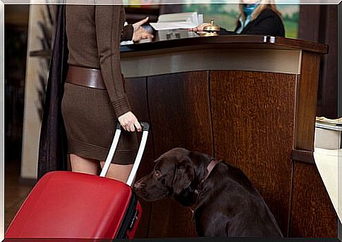 Hotels and resorts where pets are welcome