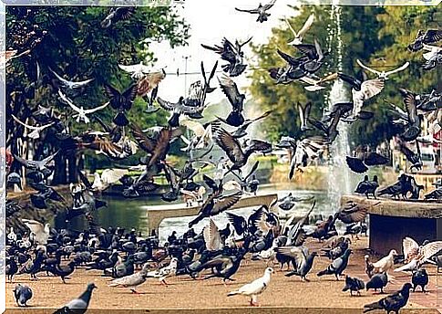 Pigeon-borne diseases