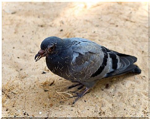 the diseases transmitted by pigeons