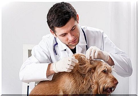 doctor examining parasites in dog