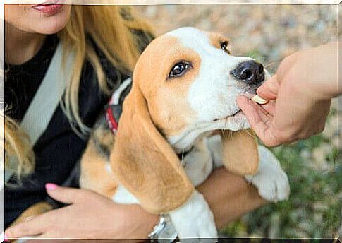 dog taking pill