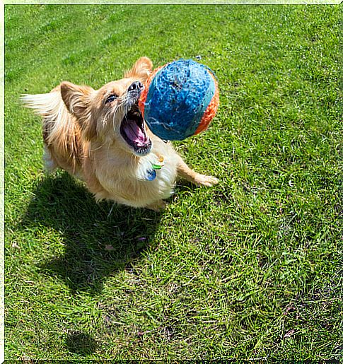 Cachorro brincando com bola