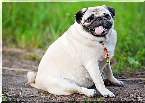 pug dog