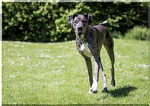 Great Dane dog