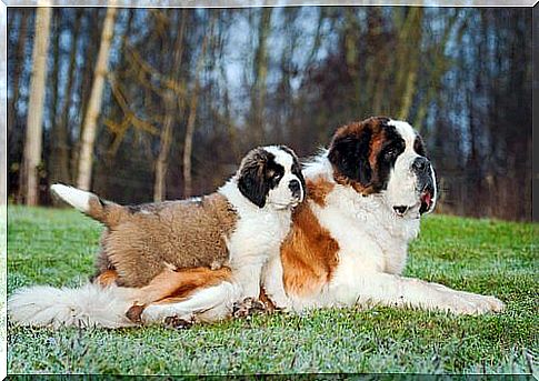 Saint Bernard dogs