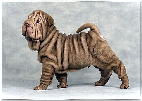 wrinkled shar pei race